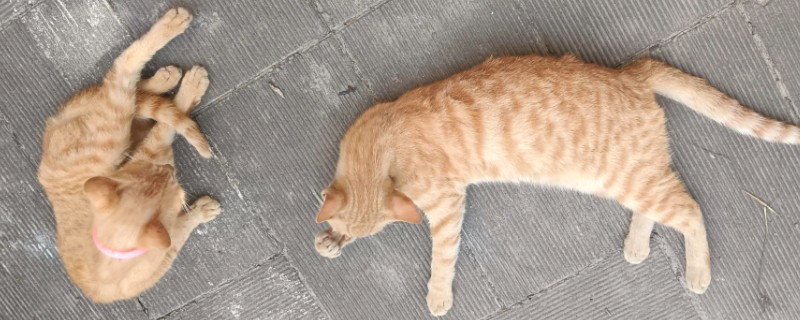 猫咪挑食怎么处理，先要找出猫咪挑食的原因再对症治疗