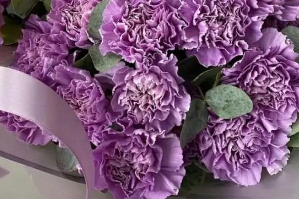 紫色康乃馨的花语,寓意任性、变幻莫测等