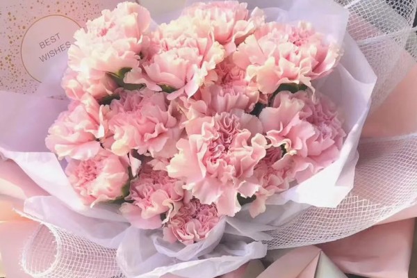 紫色康乃馨的花语,寓意任性、变幻莫测等