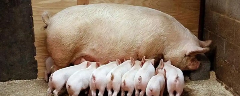母猪咬猪仔的原因，可能是患有乳房炎、受到惊吓等因素造成