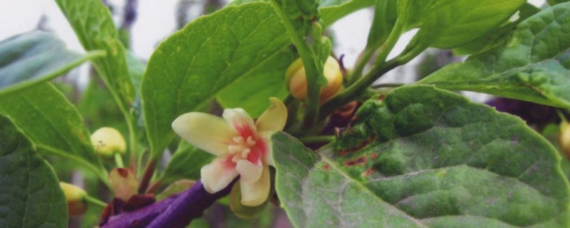 五味子开花期可以打药吗，五味子开花期不可打药