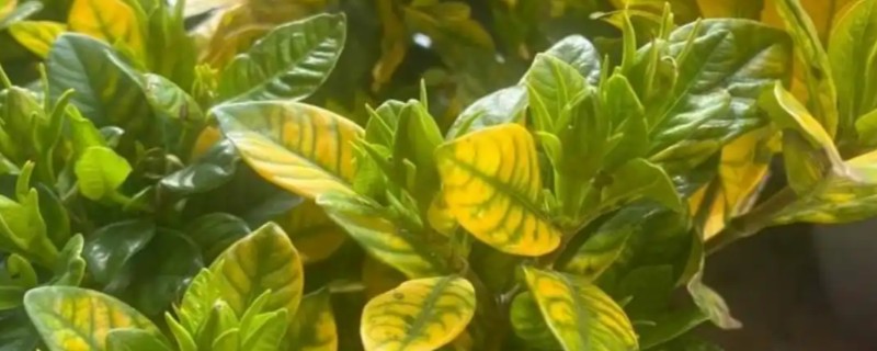 枙子花叶子黄了怎么处理，需正确浇水并合理施肥