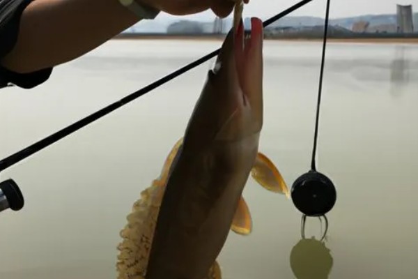 桂鱼是钓底还是钓浮好,桂鱼是底栖性鱼类