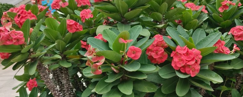 怎么养铁海棠，喜欢在湿润的环境生长