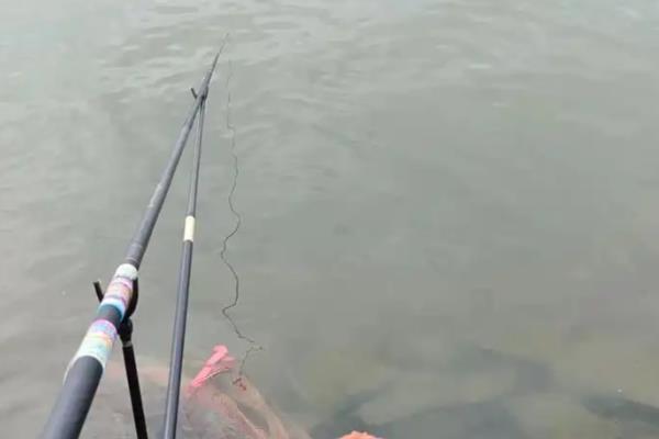 怎么钓黄尾鱼，浮漂轻微上顶时再抬竿