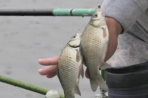 怎么钓黄尾鱼，浮漂轻微上顶时再抬竿