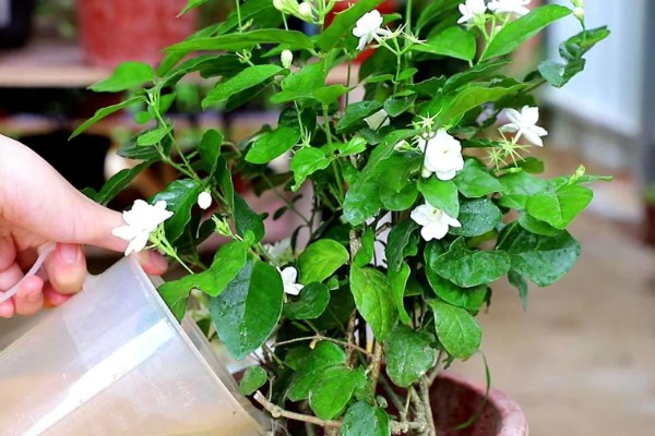茉莉花用什么土种植,推荐使用疏松透气的沙质土