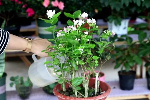 茉莉花用什么土种植,推荐使用疏松透气的沙质土