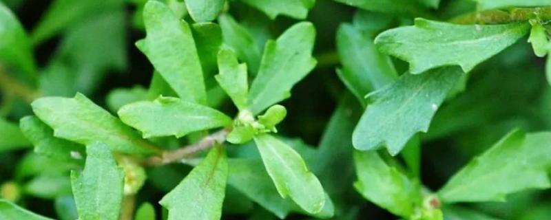鹅不食草的其它叫法，具有通天窍、雾水沙等多种别称