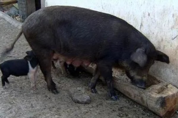 母猪为什么产前不吃食，胎儿压迫、温度不适都是常见原因