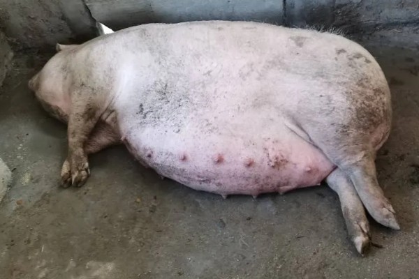 母猪为什么产前不吃食，胎儿压迫、温度不适都是常见原因