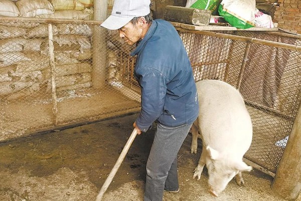 母猪为什么产前不吃食，胎儿压迫、温度不适都是常见原因