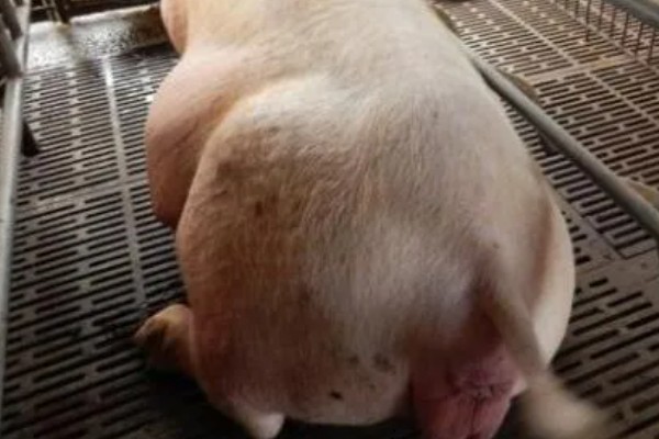 母猪为什么产前不吃食，胎儿压迫、温度不适都是常见原因