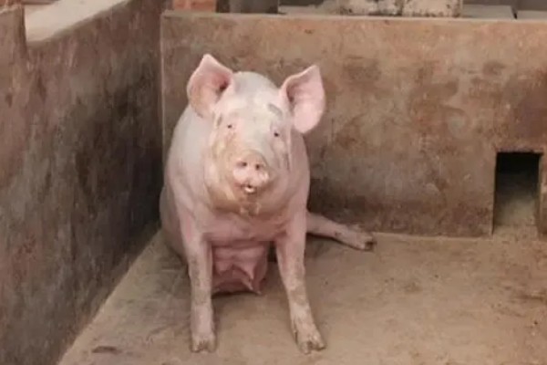 母猪为什么产前不吃食，胎儿压迫、温度不适都是常见原因
