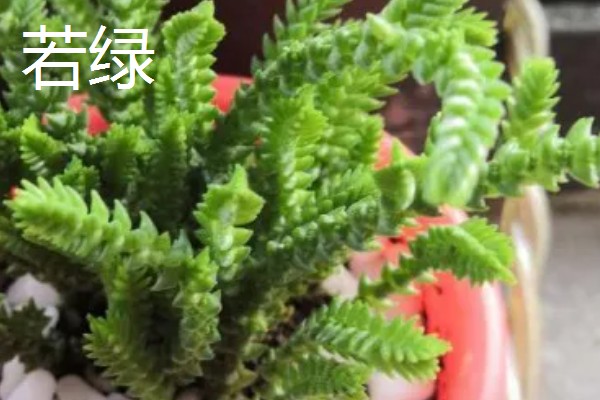 若绿如何养殖,喜欢生长在半光半阴环境中