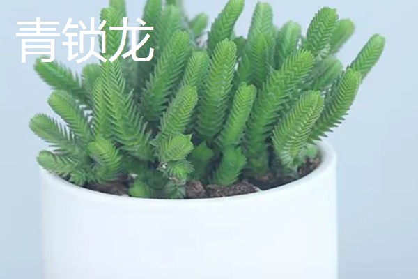 若绿如何养殖,喜欢生长在半光半阴环境中
