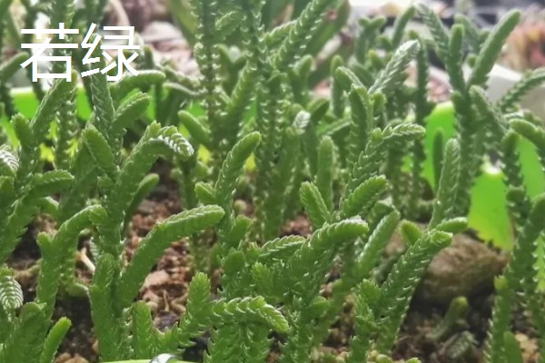 若绿如何养殖,喜欢生长在半光半阴环境中