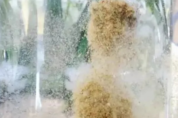 春节钓鱼用什么饵料，可以用带有浓重腥味的蚯蚓