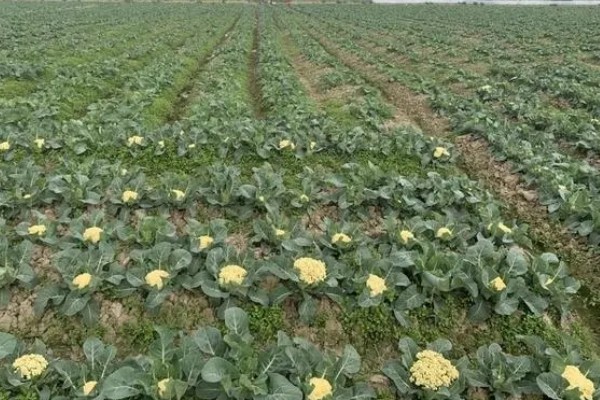 花椰菜如何施肥，整个生育期还需追肥三次