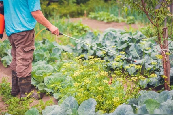 花椰菜如何施肥，整个生育期还需追肥三次