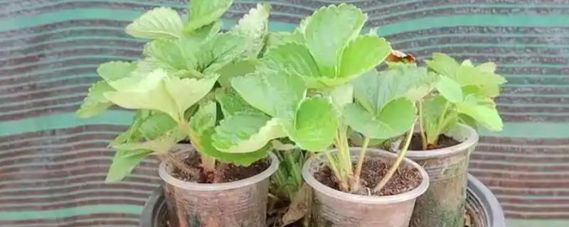 草莓老苗怎样繁殖小苗，一般采用压条繁殖