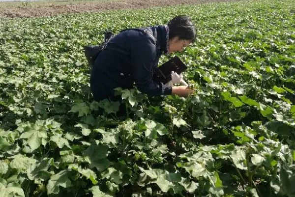 棉花的打顶时间，依据棉株的长势、地力、密度等决定