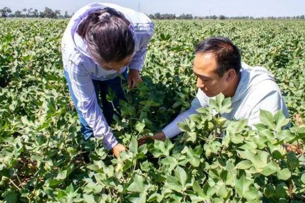 棉花的打顶时间，依据棉株的长势、地力、密度等决定