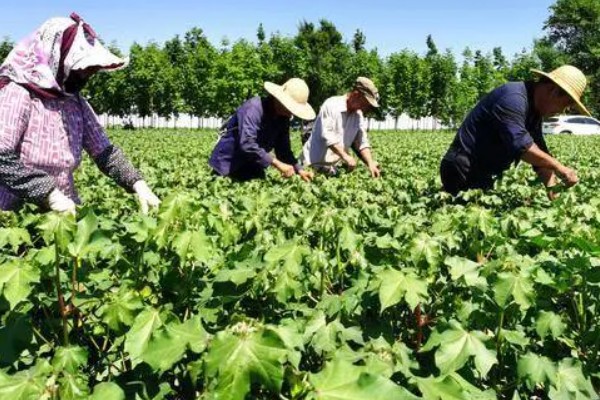 棉花的打顶时间，依据棉株的长势、地力、密度等决定