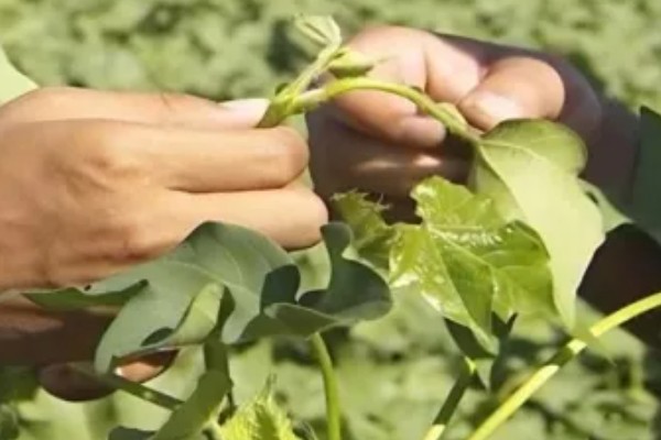 棉花的打顶时间，依据棉株的长势、地力、密度等决定
