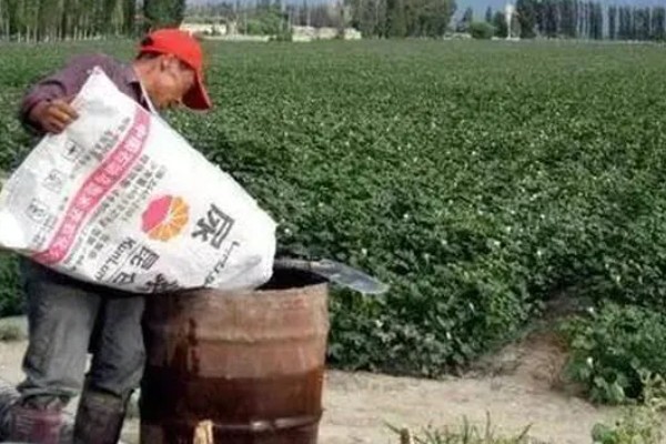 棉花的打顶时间，依据棉株的长势、地力、密度等决定