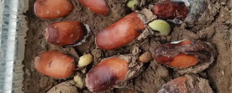 榴莲种子的种植方法，出芽点朝下种植