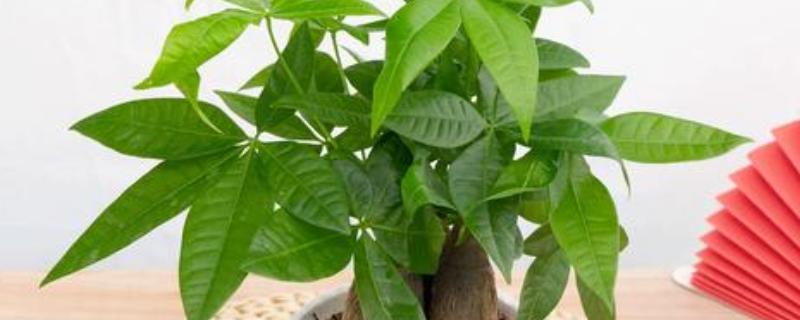 小发财树的修剪部位，把顶部的嫩剪除可促进分枝生长