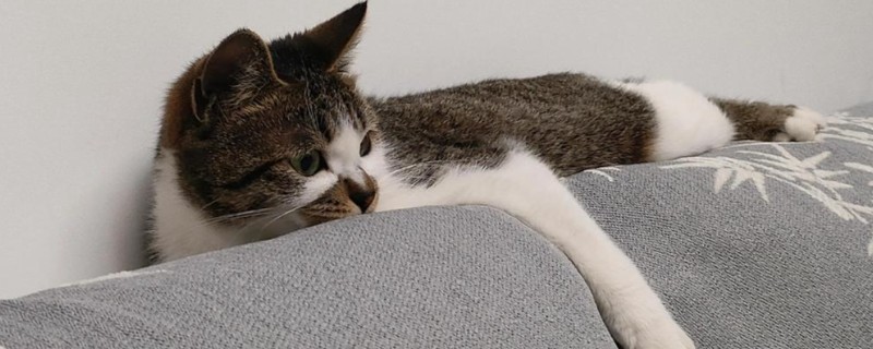 猫身上有小黑点的原因，可能是感染了跳蚤