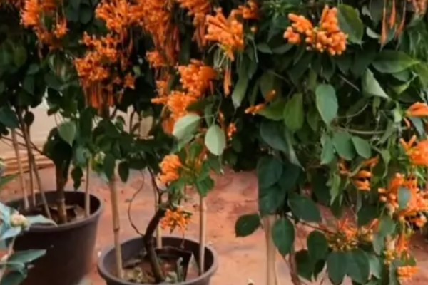为什么家里不能养炮仗花，是由于家中的光线较弱