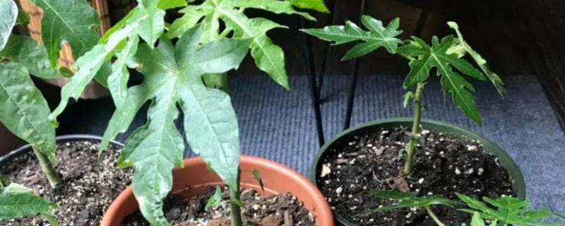 番木瓜苗能不能嫁接，是可以嫁接的