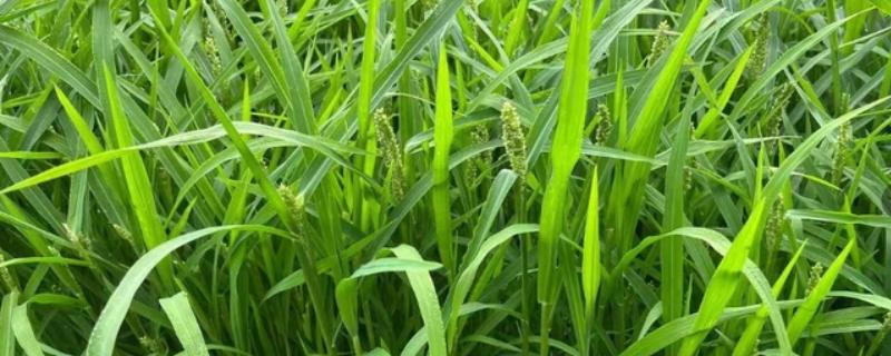 小米草如何种植，首先要注意做好选种工作