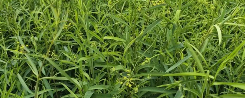 柴胡的种植方法，播种前提前半个月清理杂草