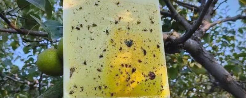 防治果蝇的方法，悬挂黄板可以诱杀成虫