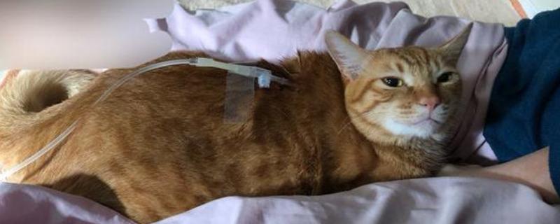 猫胰腺炎恢复后的注意事项，要防止给猫咪食用高脂食物