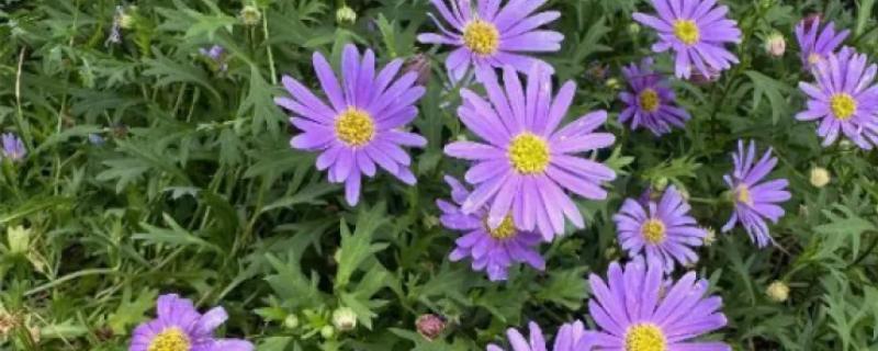 紫菀花的花语，寓意健康、长寿安康等