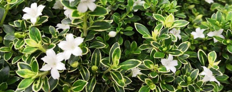 金边六月雪怎么管理，生长季节追施2-3次肥液