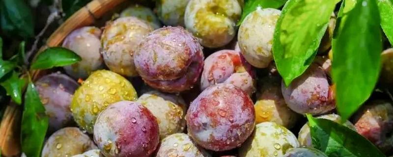 三华李怎么种植，遵循薄施勤施的原则