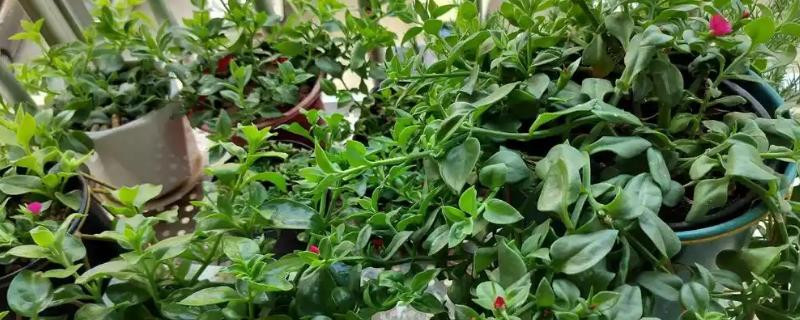 牡丹吊兰能不能吃，花朵和嫩茎叶可以食用