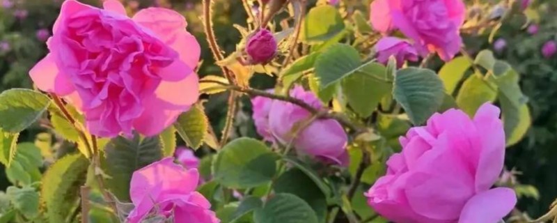 大马士革玫瑰的外貌特点，其花形较普通玫瑰大