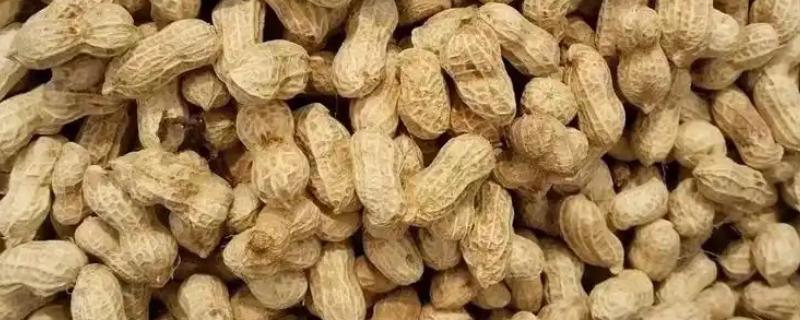 花生喷什么药能高产，可在开花时喷烯效唑可湿性粉剂