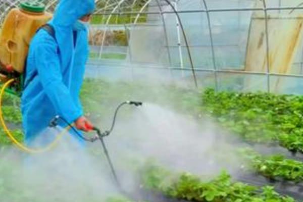 草莓地除草剂什么时候用,可在杂草未出土前使用地乐胺乳油