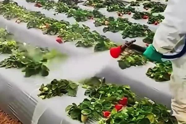 草莓地除草剂什么时候用,可在杂草未出土前使用地乐胺乳油