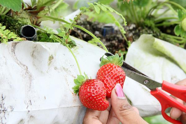 草莓地除草剂什么时候用,可在杂草未出土前使用地乐胺乳油