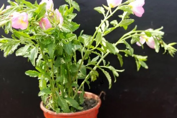 月见草喜欢哪种肥，喜欢复合肥