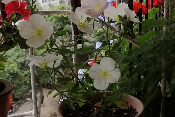月见草喜欢哪种肥，喜欢复合肥